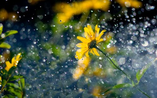 雨中的花朵图片6