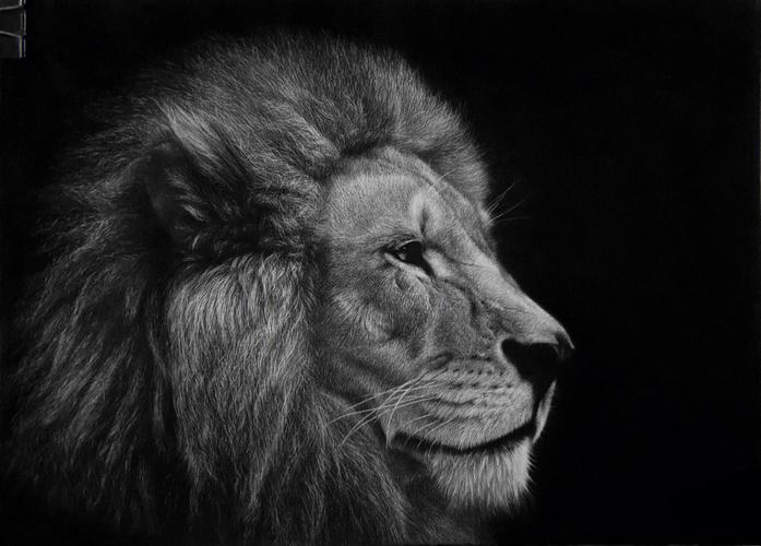 手绘非洲狮精微素描