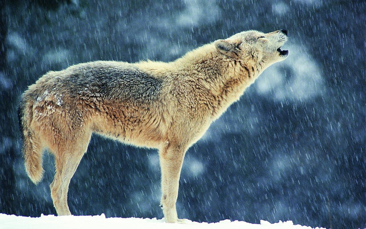 美丽冬季雪地上的狼高清图片雪中动物桌面壁纸下载第一辑