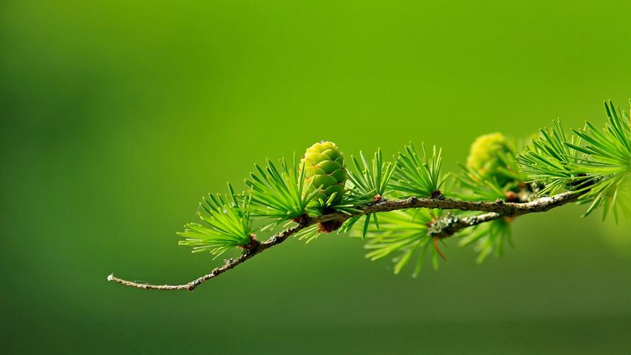 清清爽爽简简单单的绿色植物图片清凉的植物背景图片好看得很啊