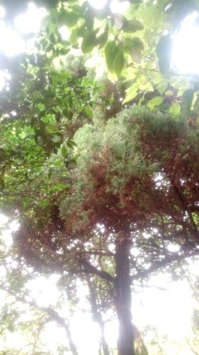 在乡下发现几棵树看起来像是松树松叶针树枝是红心有人说是红杉树