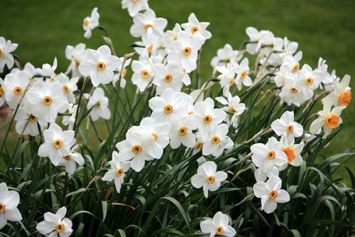 水仙也是春天常见的花.虽然长得很像葱但实际上也是有毒的植物.