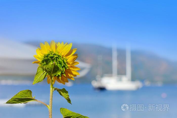 向日葵朝向大海在海上和小船的背景向日葵休息的概念关注向日葵