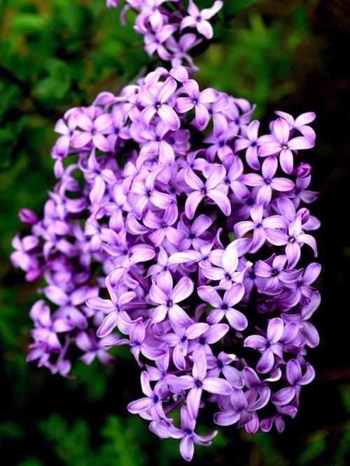 或者在每年春天当紫丁香灌木盛开的时候一定会回忆起这束花