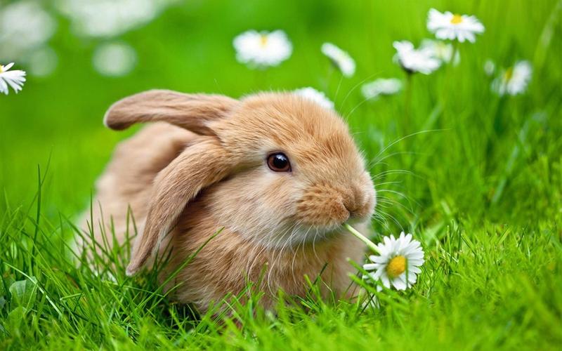 超可爱兔子宽屏壁纸小小兔子在卖萌动物壁纸