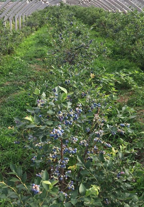蓝莓苗蓝莓树苗盆栽地栽蓝梅树当年结果奥尼尔蓝莓南方北方果蓝梅大苗