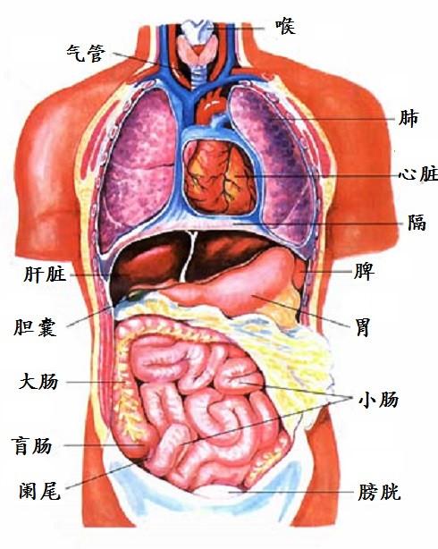 下图是人体主要器官的位置图这张图对理解体检报告肯定是有