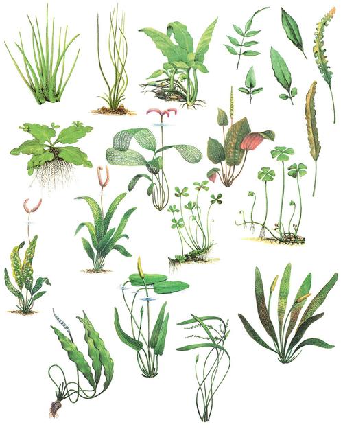 少见稀有的手绘水彩水生植物插画元素集合vol1