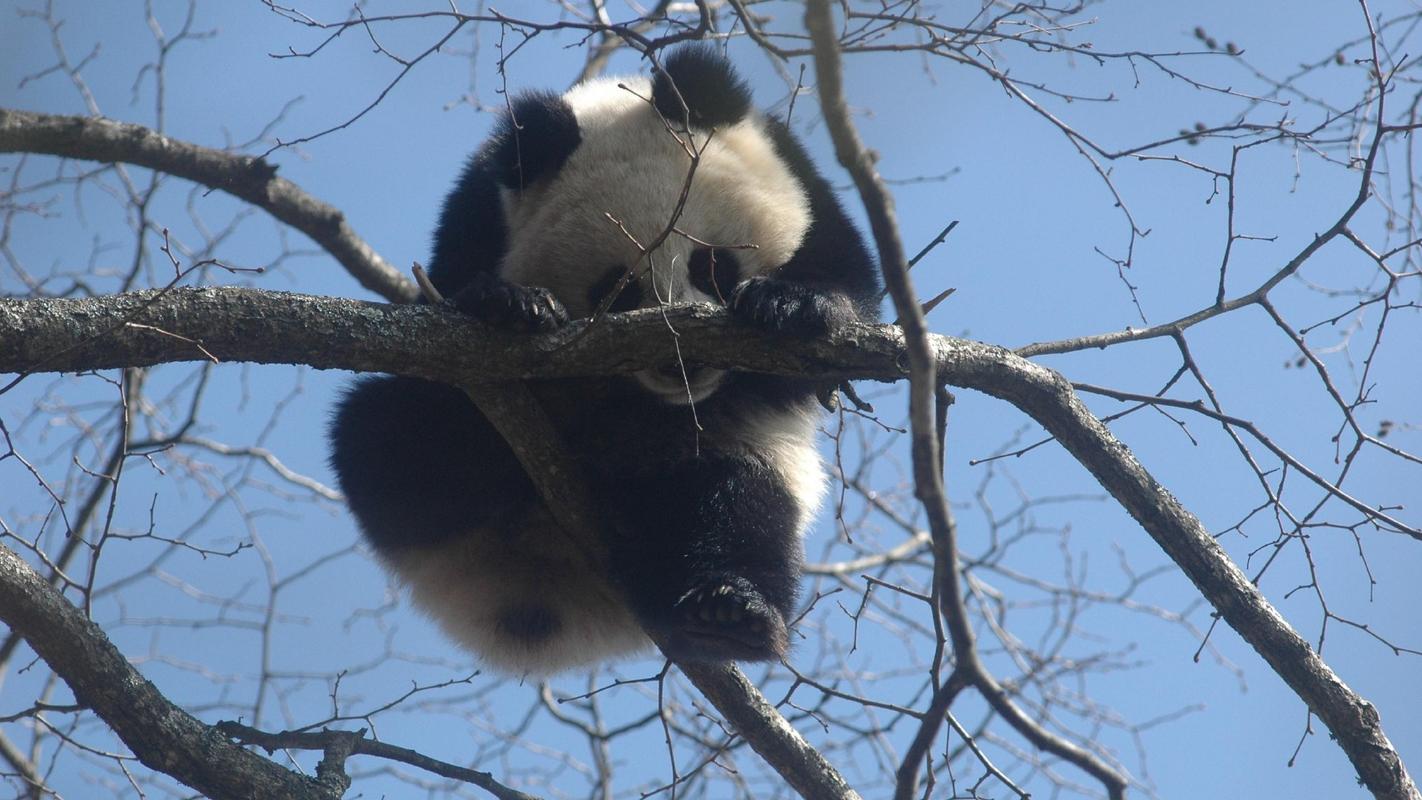 爱卖萌的国宝大熊猫可爱动物图片桌面壁纸高清