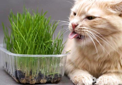 猫咪吃草的原因猫咪为什麼要吃草