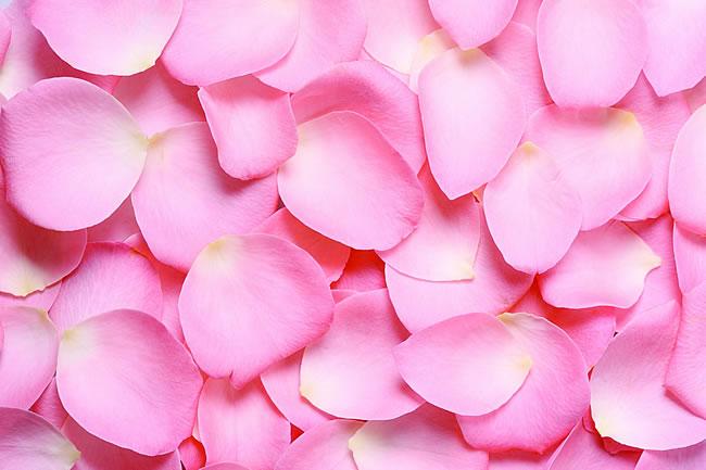 浪漫粉色玫瑰花瓣图片