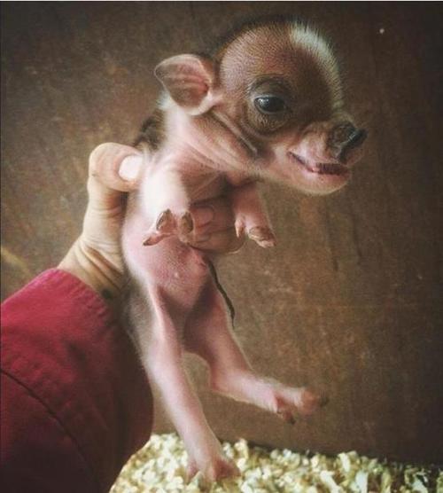 宠物新生动物宝宝长啥样18张图片告诉您猪宝宝头比身体大