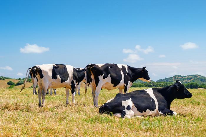 黑白花奶牛放牧在西班牙梅诺卡岛农田