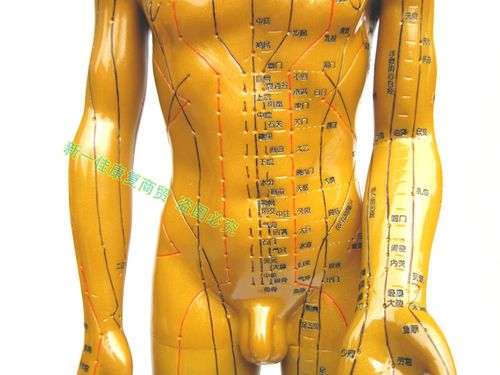 高清晰针灸人体穴位模型中医用经络铜色刻字版60cm男女模具小大人