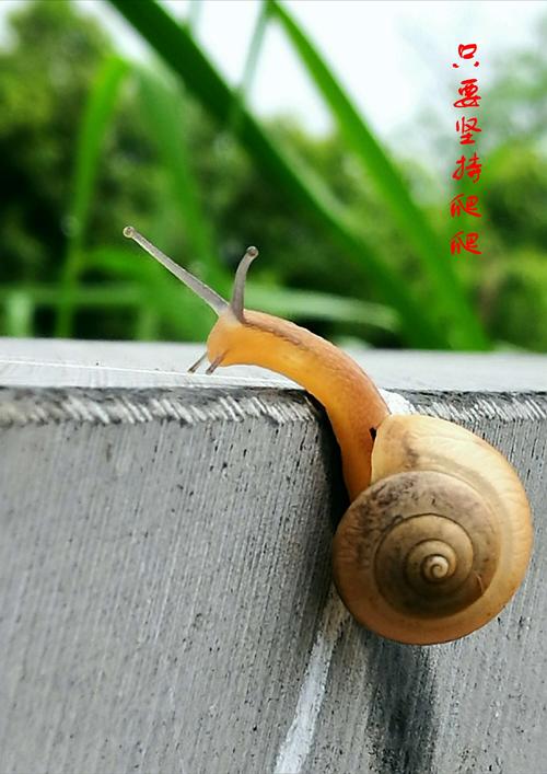 闲云鹤的美篇一个关于蜗牛旅行的励志故事20190421摄于龙门大桥