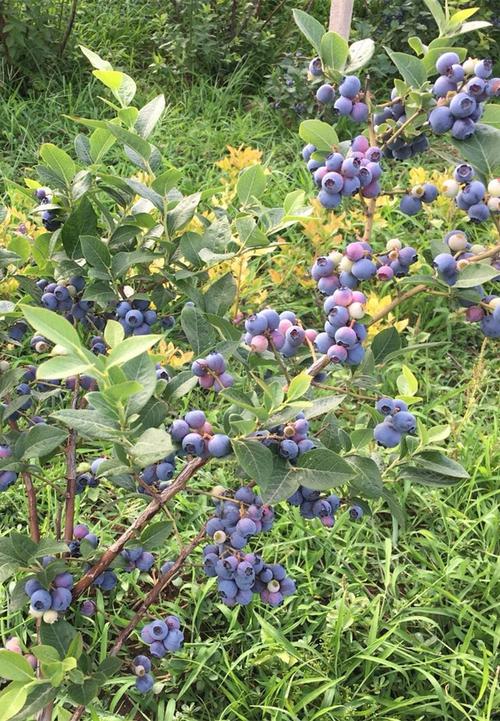 蓝莓苗蓝莓树苗盆栽地栽蓝梅树当年结果奥尼尔蓝莓南方北方果蓝梅大苗