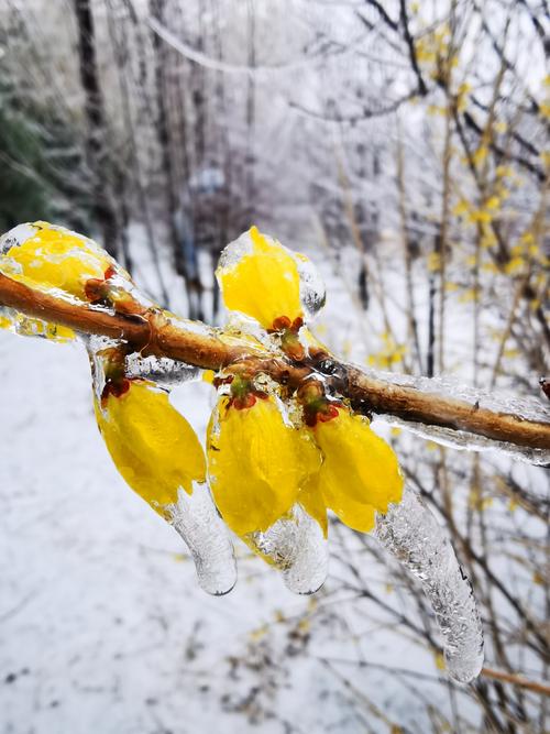 迎春花的嫩黄色被裹在了冰冻美的世界