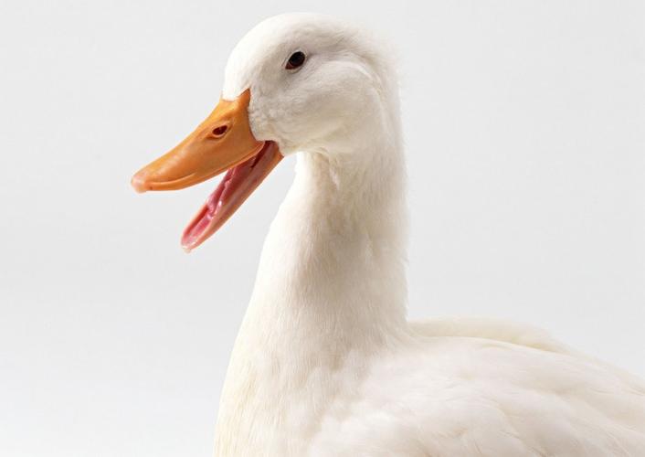 体形健壮的白色鸭子动物写真套图分享