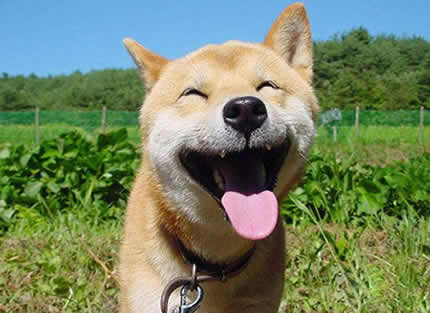 微笑狗是什么梗微笑狗恐怖在哪里及来源微笑狗图片