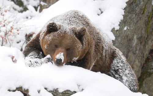 熊棕熊动物壁纸照片下载