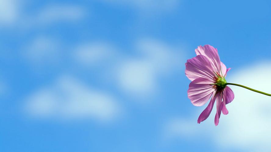蓝天下的唯美花卉高清图片电脑壁纸