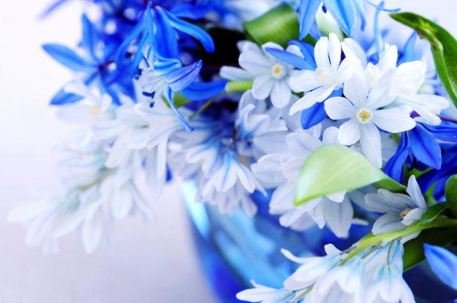 唯美蓝色花朵图片神秘深邃的梦幻花朵