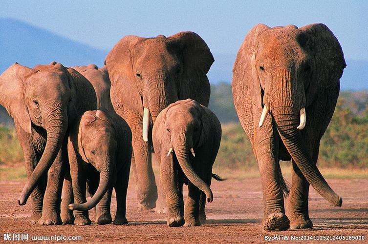 摄影成群的哺乳动物大象精美图片分享