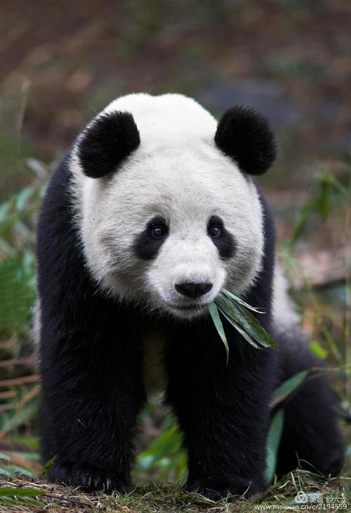 大熊猫图片欣赏