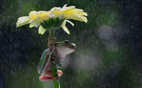一组令人惊讶的动物撑伞避雨萌照