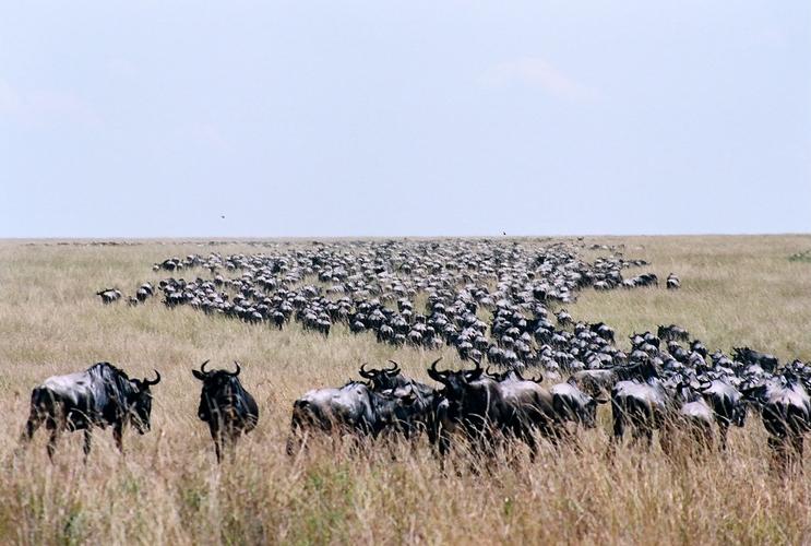 东非动物大迁徙