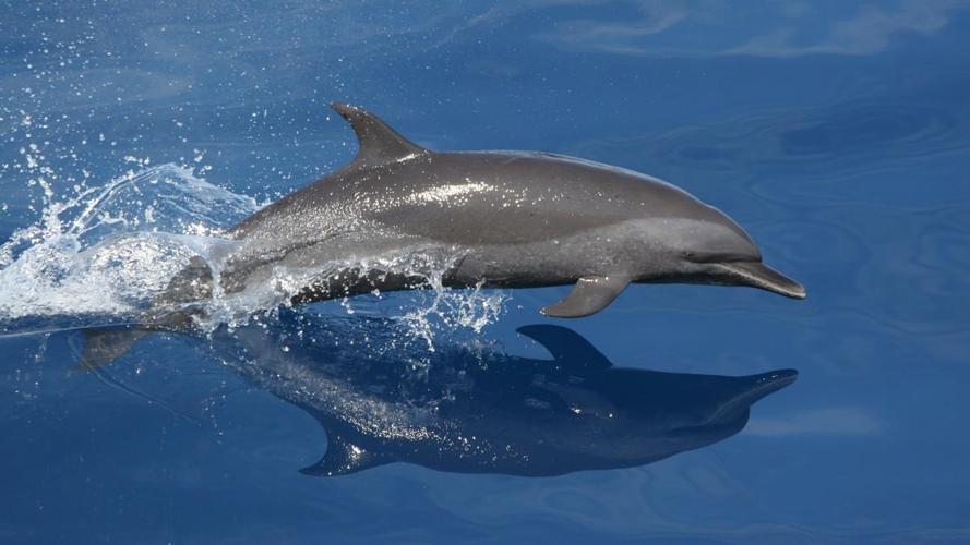海洋动物海豚图片大全