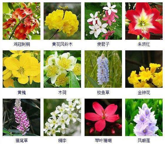 求中国各种的花名有哪些求全部花的品种