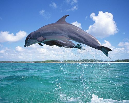 摄影温顺可爱的海豚动物图片大全分享