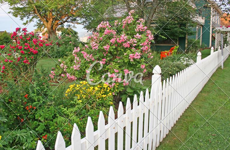 绿色红色黄色植物户外白色玫瑰篱笆粉色花图片