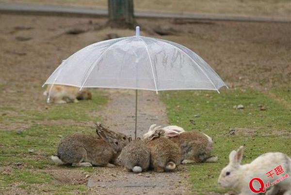 治愈系小动物们下雨天撑伞