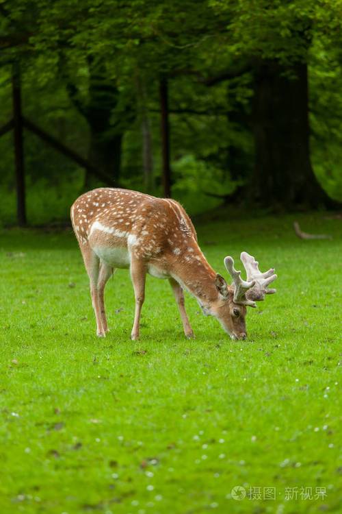 年轻的白尾鹿在公园里吃草