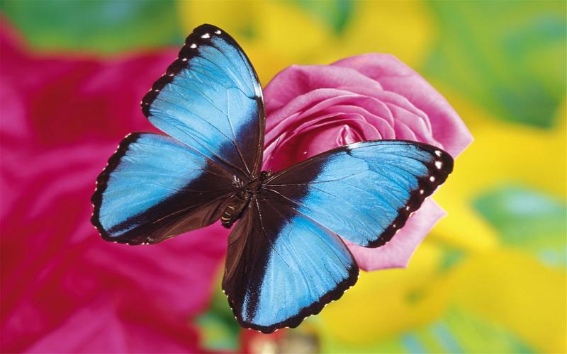 绚丽多彩的美丽蝴蝶动物高清桌面壁纸图片大全高清大图预览2560x1600