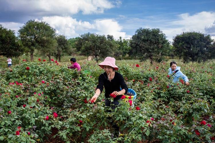 9月9日云南省弥勒市弥阳街道小河边村村民在采摘鲜食玫瑰.