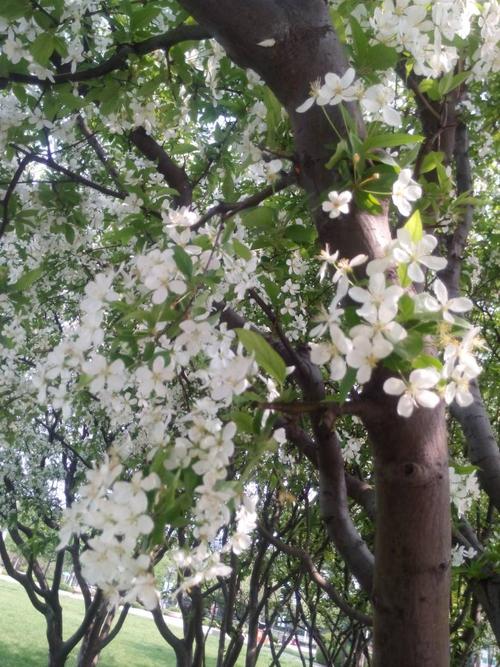 这种开白色花的是什么花长得和苹果花海棠花有点像求花名