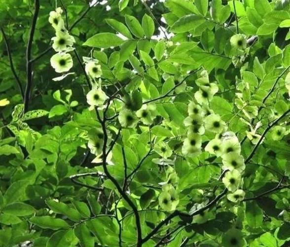 青钱柳属学名cyclocarya是胡桃科下的一个属为落叶乔木植物.