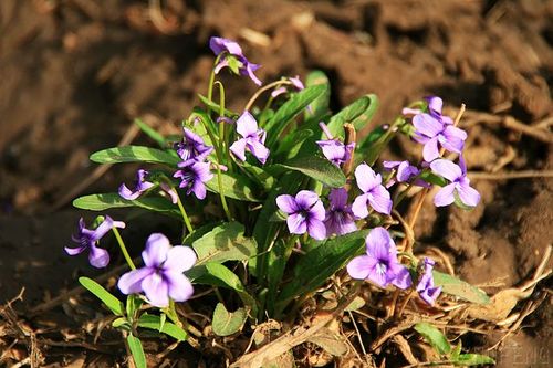 苦地丁其实就是地丁紫堇它是一种可全草入药的植物中医认为它有