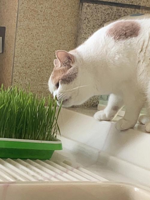 小猫吃草