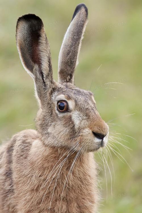 图片素材动物近景特写兔子野兔微距图精灵为您提供竖立着耳朵