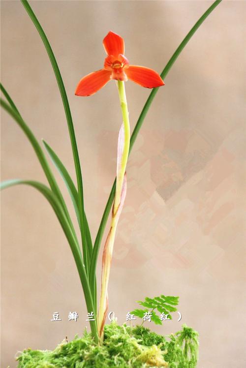 豆瓣兰铭品红河红被誉为国兰第一红花型工整