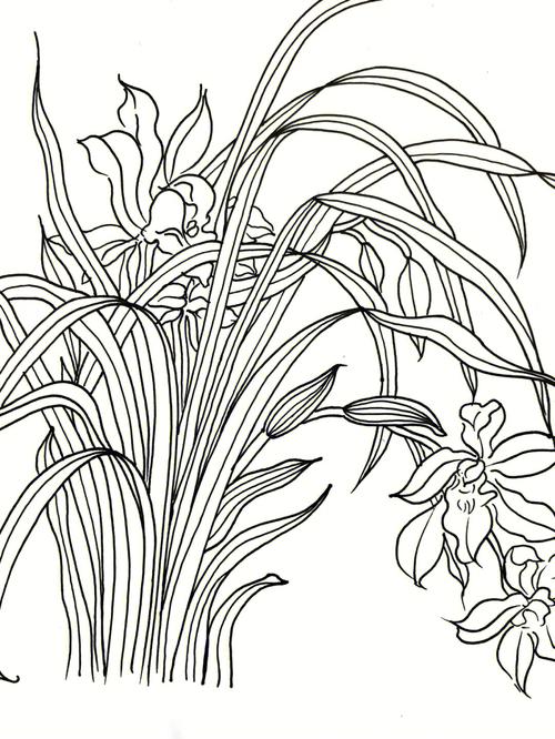 兰花花卉手绘线描