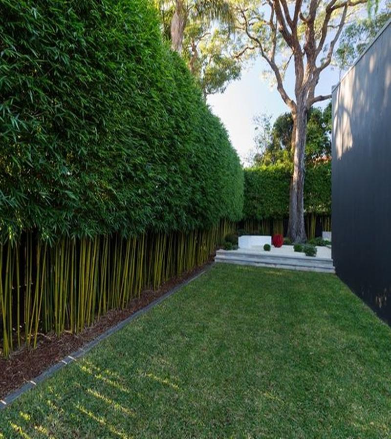 私家庭院绿篱设计学会你就可以自己做了