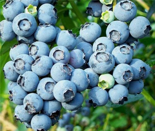 蓝莓品种4大分类