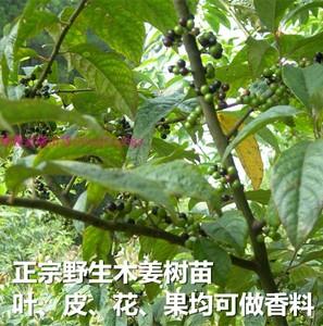 木姜子树
