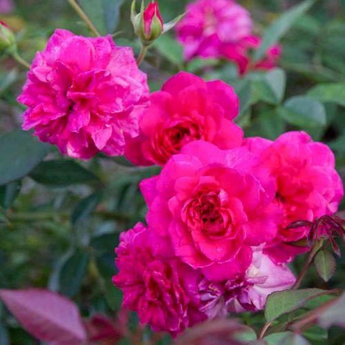 海蒂花园艾弗玫瑰直立月季丰花多头阳台庭院月季