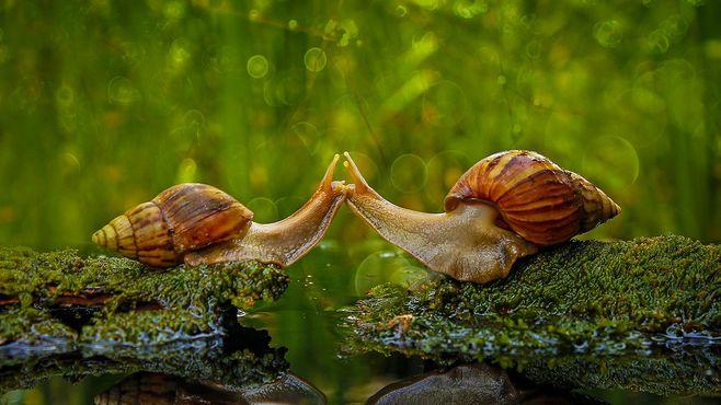 动物的交流图片大全动物交流的方式动物的交流方式图片蜗牛接吻亲吻